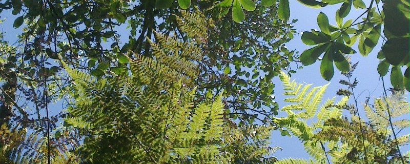 Foliage on the path to Roaring Billy New Zealand