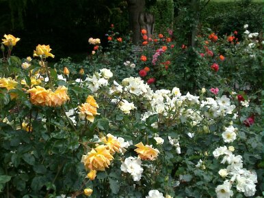 rose garden in invercargill