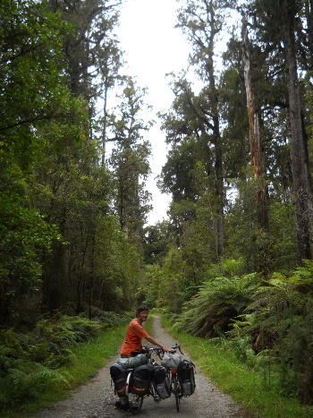Into the woods to have lunch - typical forest scenery between Hokitika and Harihari