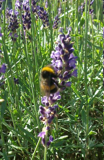 a bee at dunedin botanical garden