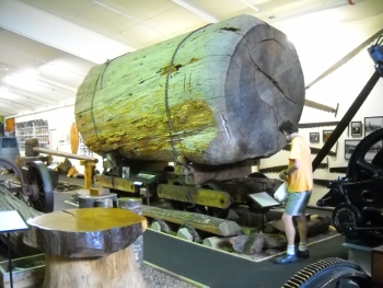 kauri museum - guy looking small beside a kauri tree chunk
