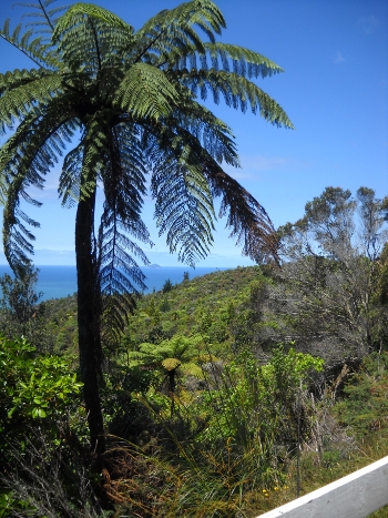 views of the pacific near opoutere