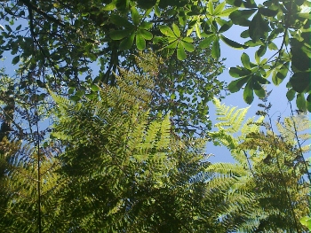 foliage on the walk to the roaring billy falls