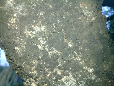 sooty fungus on a silver beech 