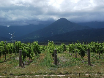 wairau valley vineyard