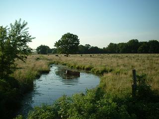 a cow bathing in Kansas