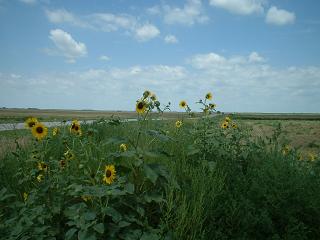 sunflowers are all around
